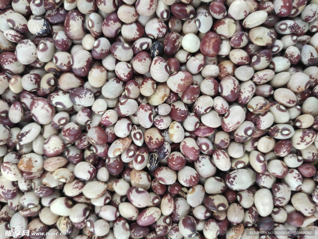 熊猫豆