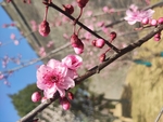 桃花樱花