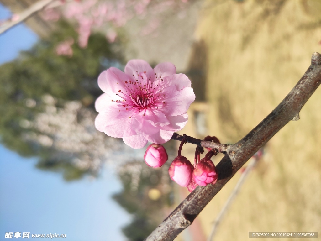 桃花樱花