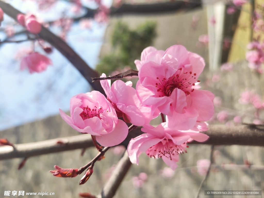 桃花