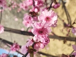 桃花 樱花
