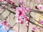 桃花 樱花