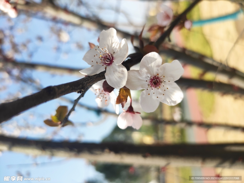 桃花