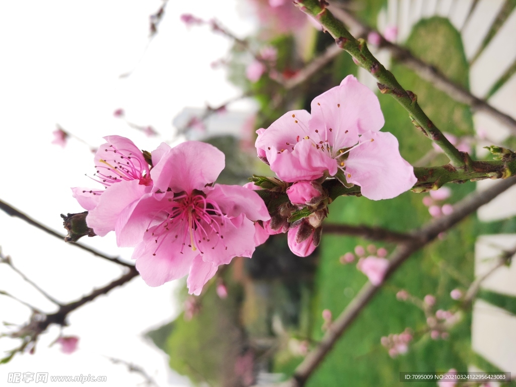 桃花