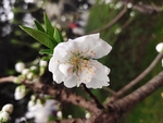 梨花