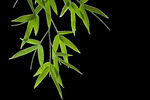 绿色的竹子竹叶透明图层免扣图