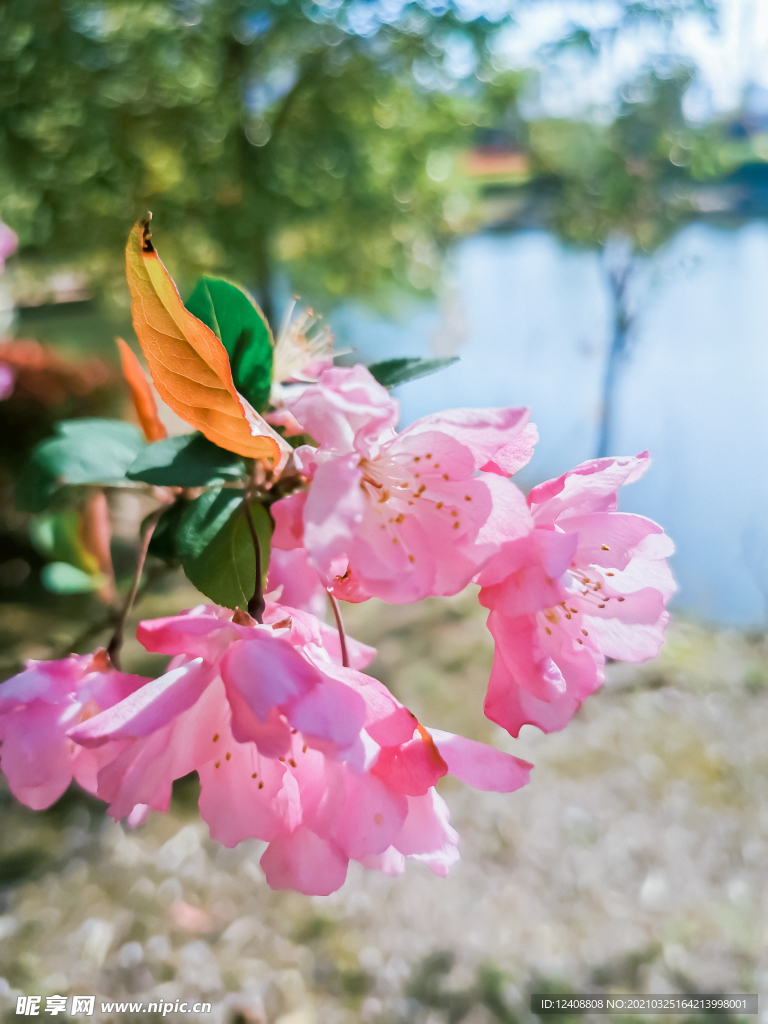 桃花