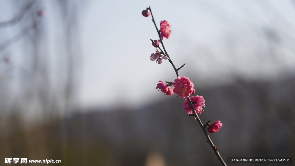 桃花 花 春色 细节花 红色