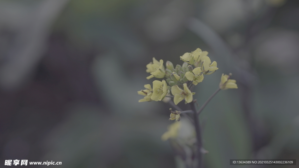 油菜花 花  春色 油菜 春天