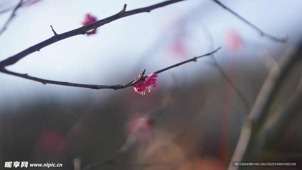 桃花 花 春色 细节花 红色