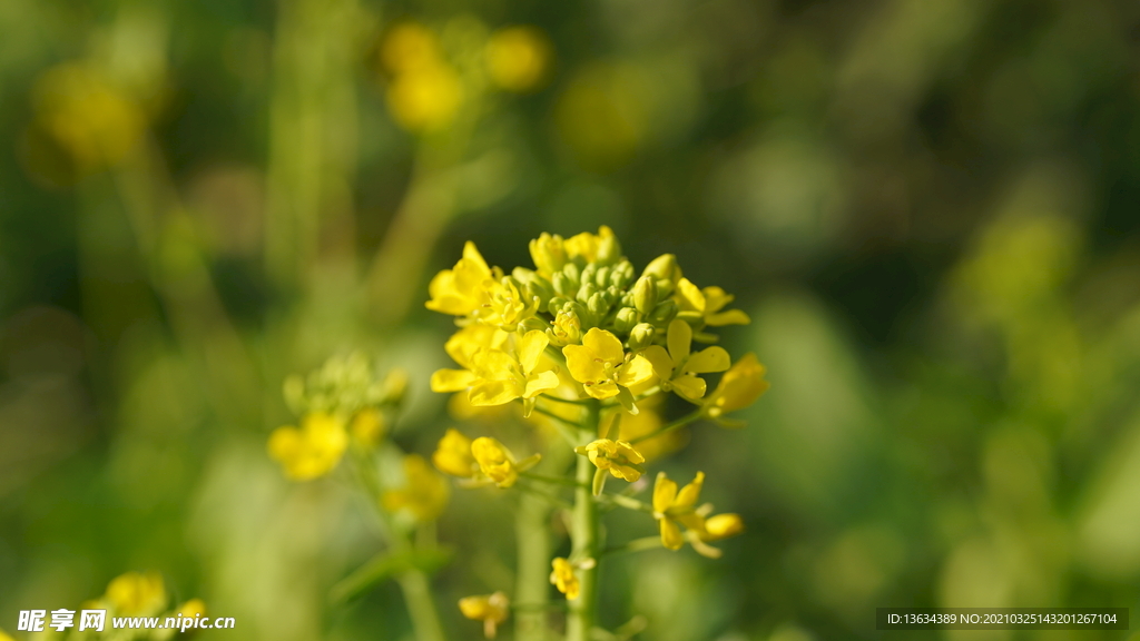 油菜花 花  春色 油菜 春天