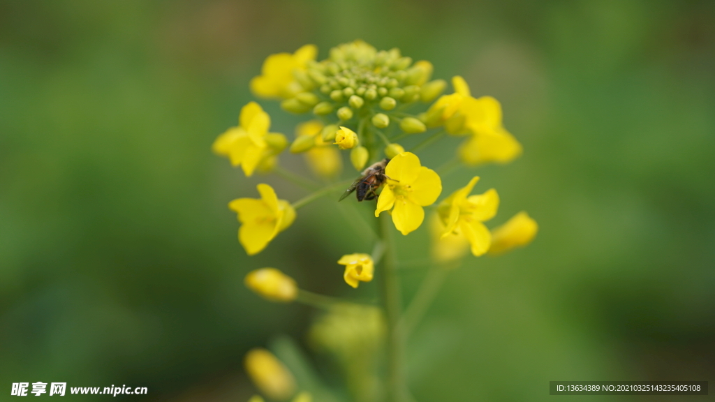 油菜花 花  春色 油菜 春天