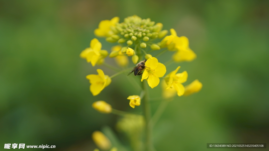 油菜花 花  春色 油菜 春天