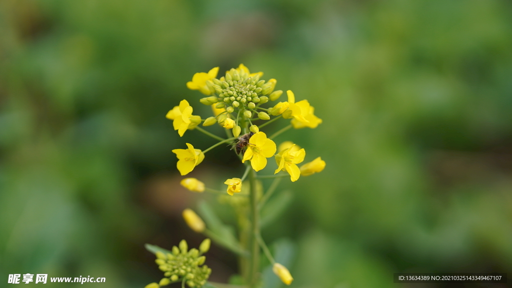 油菜花 花  春色 油菜 春天