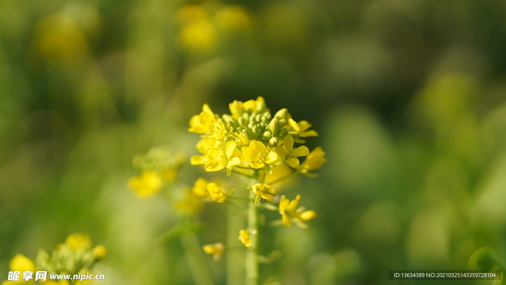 油菜花