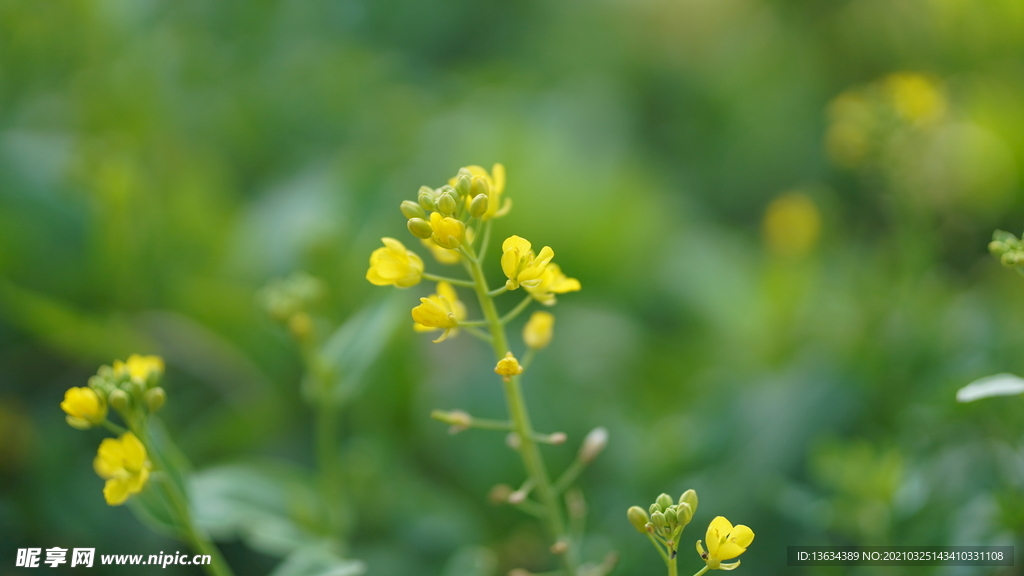 油菜花