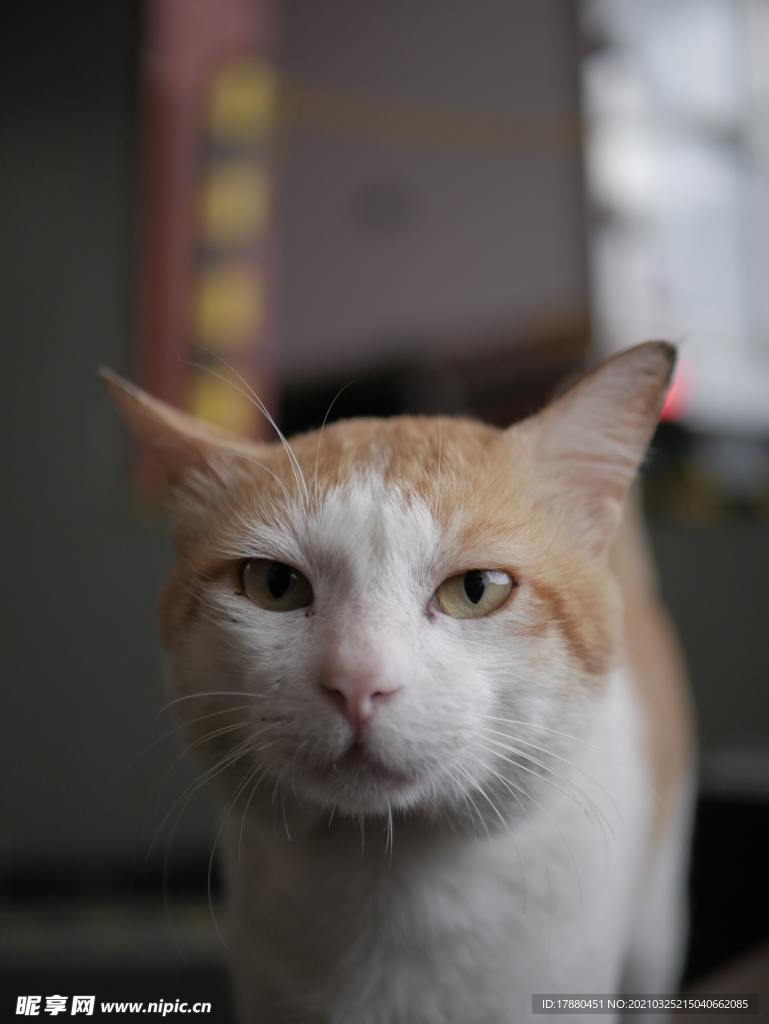 猫