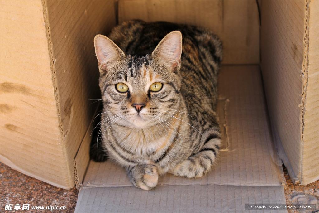 猫