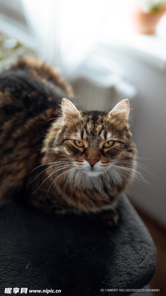 猫