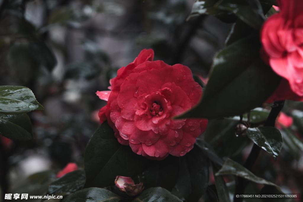 花卉