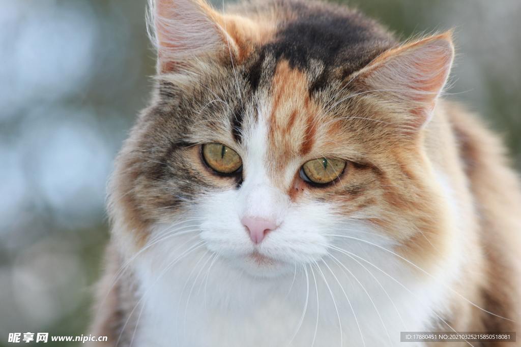 猫