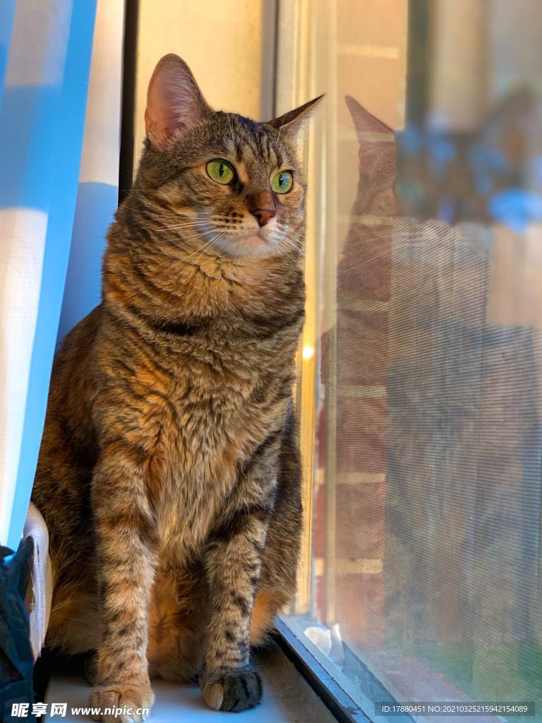 猫