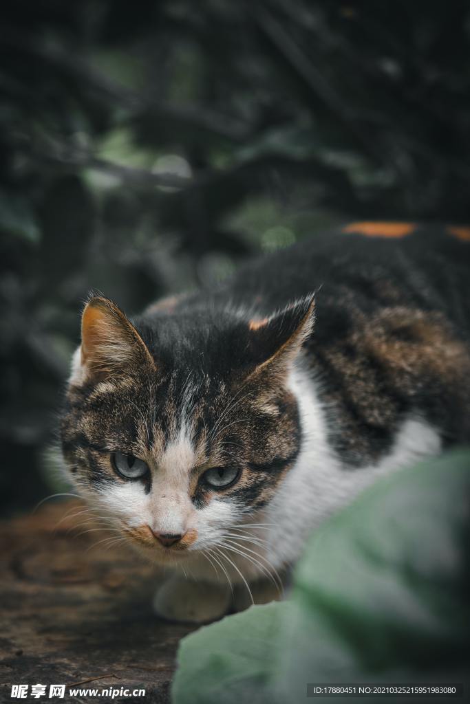 猫