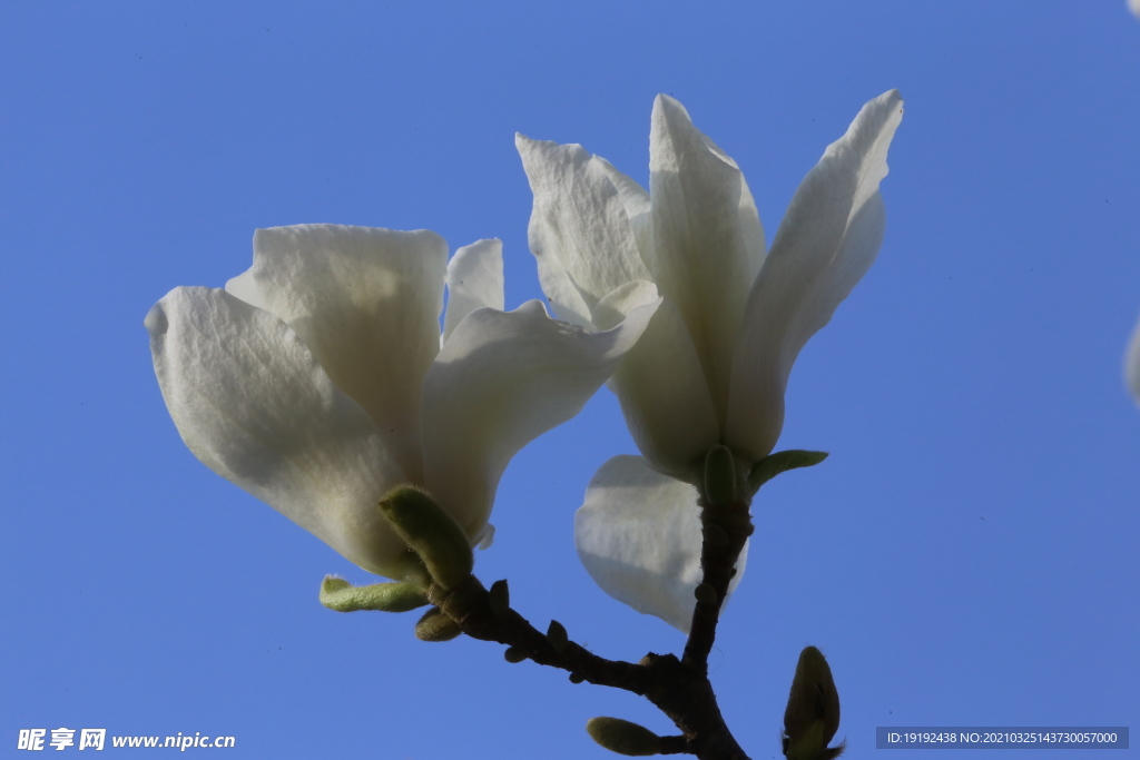 玉兰花