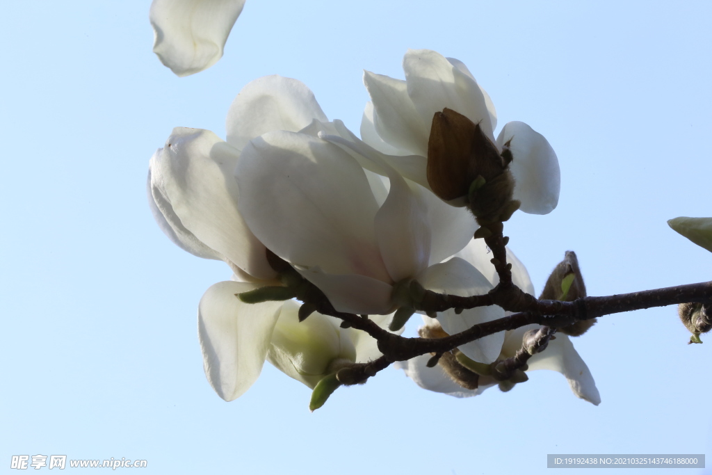 玉兰花