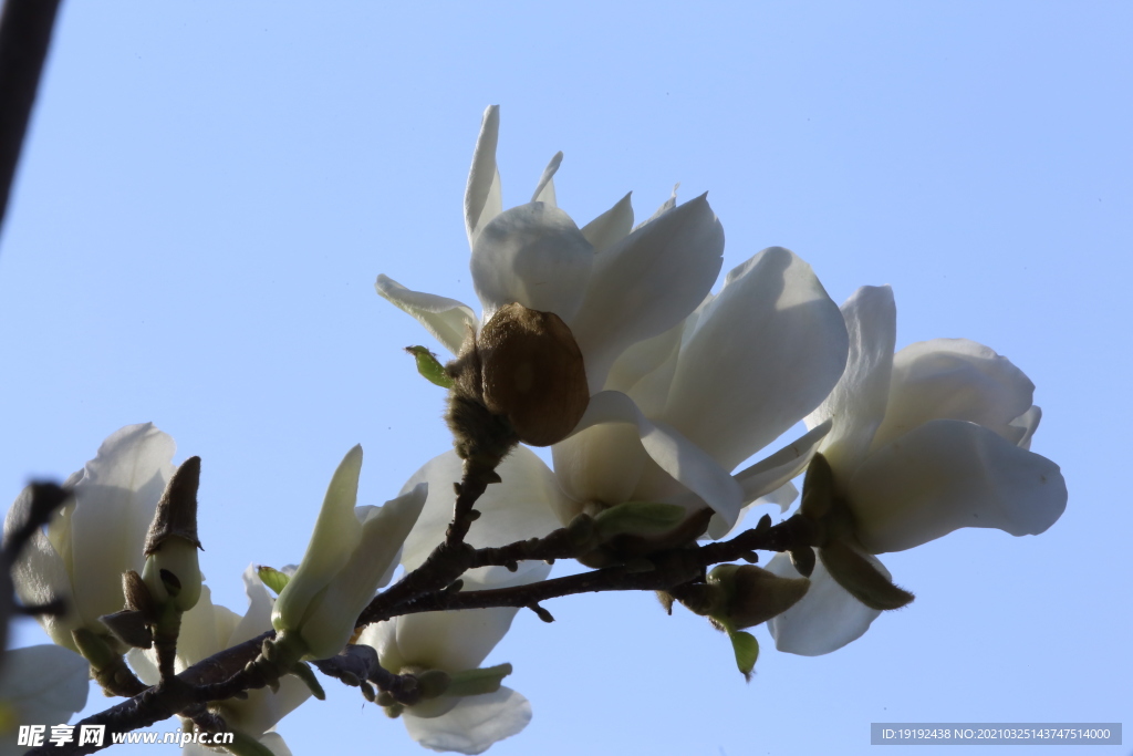 玉兰花
