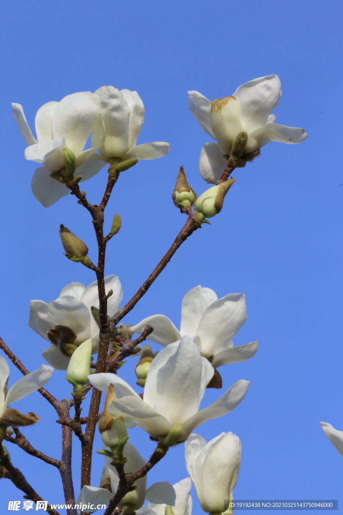 玉兰花