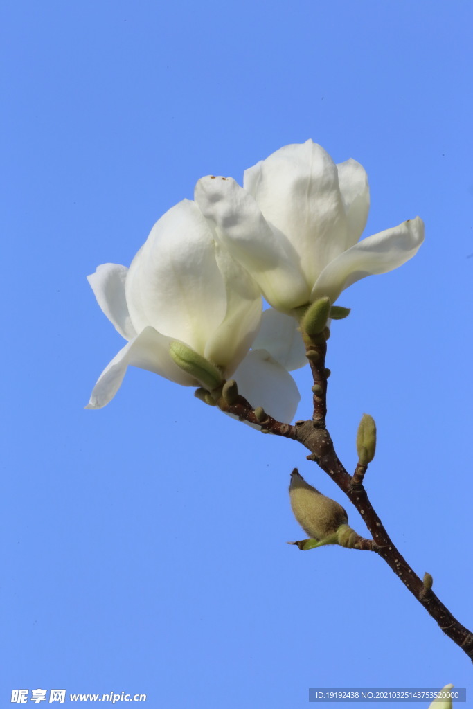 玉兰花