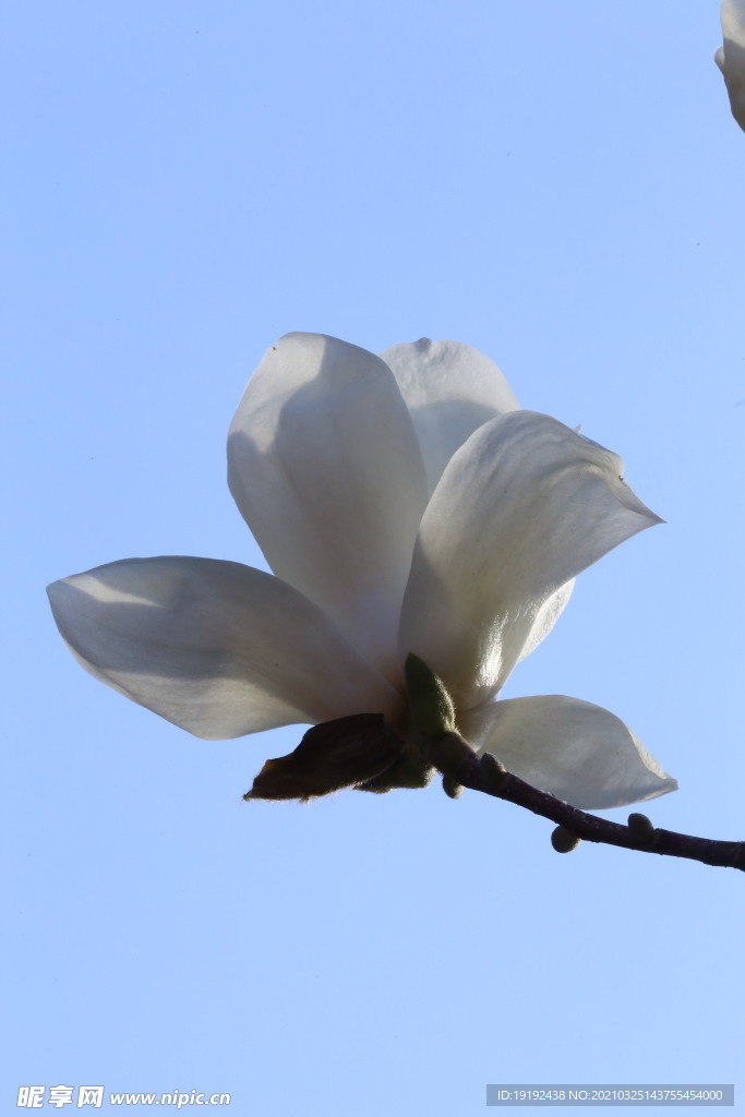 玉兰花