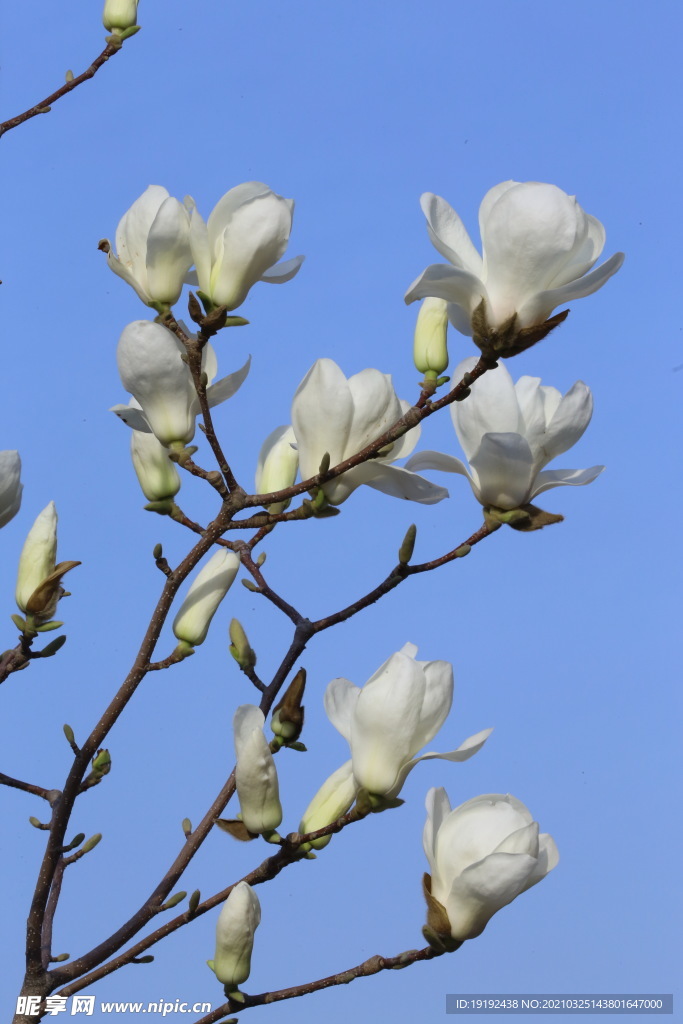 玉兰花