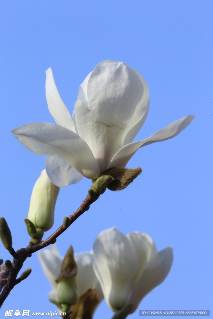 玉兰花