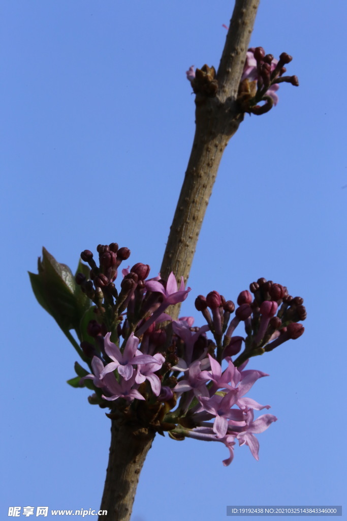 丁香花