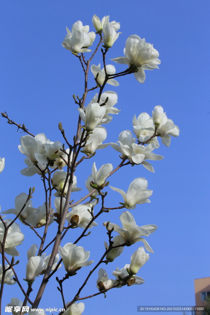 玉兰花