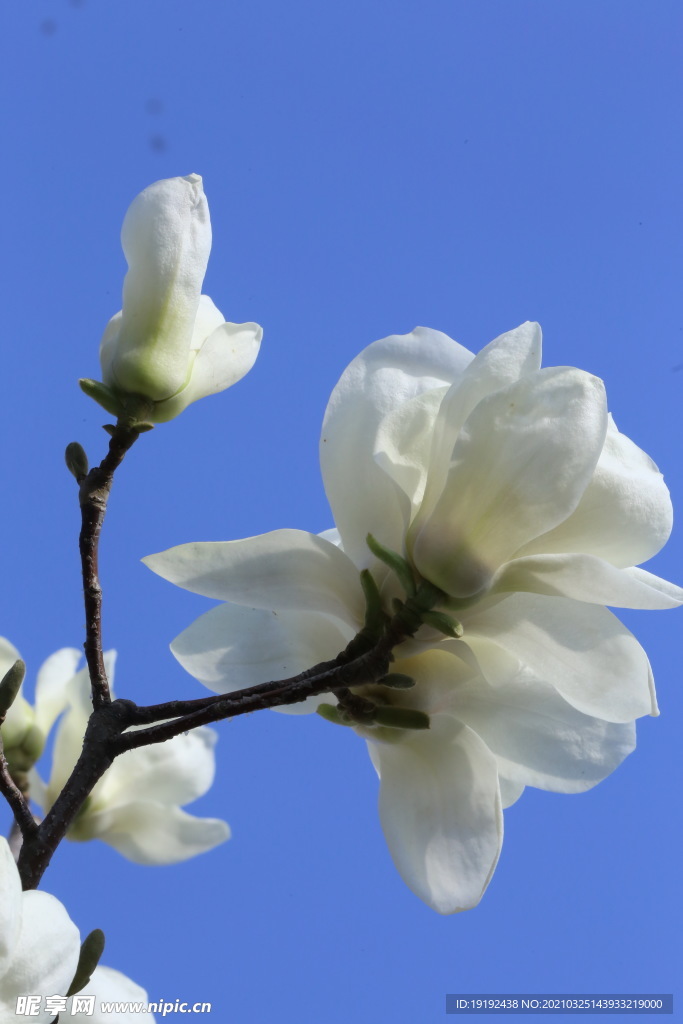 玉兰花