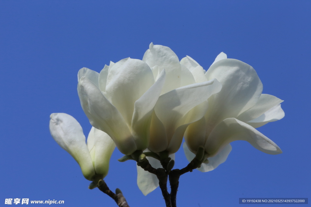 玉兰花