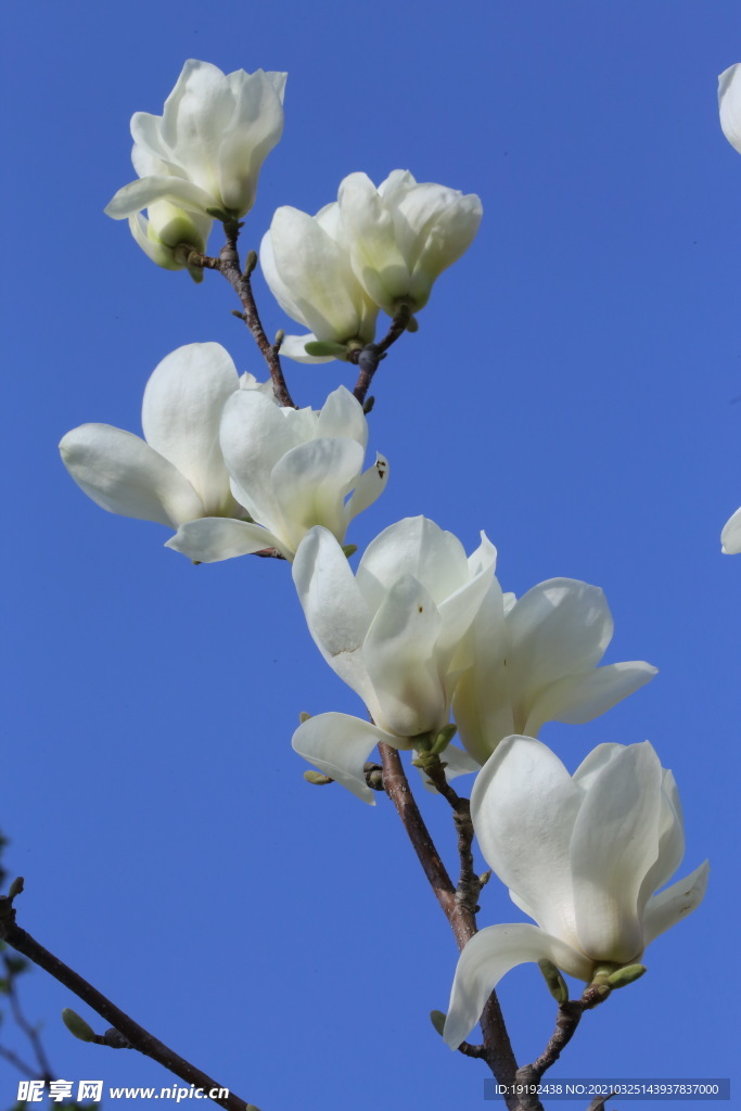 玉兰花