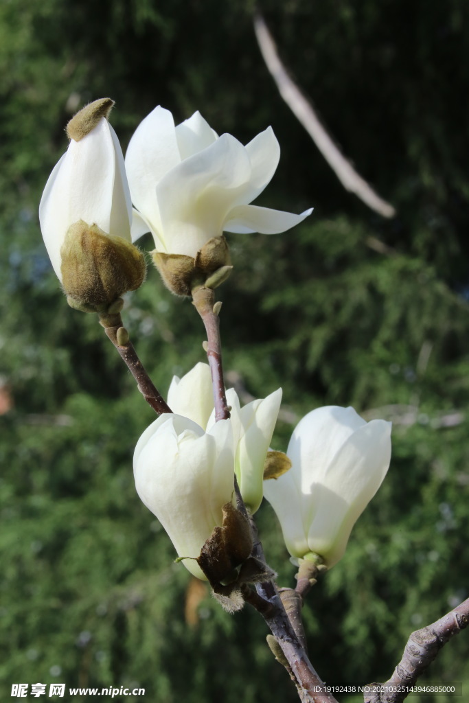 玉兰花