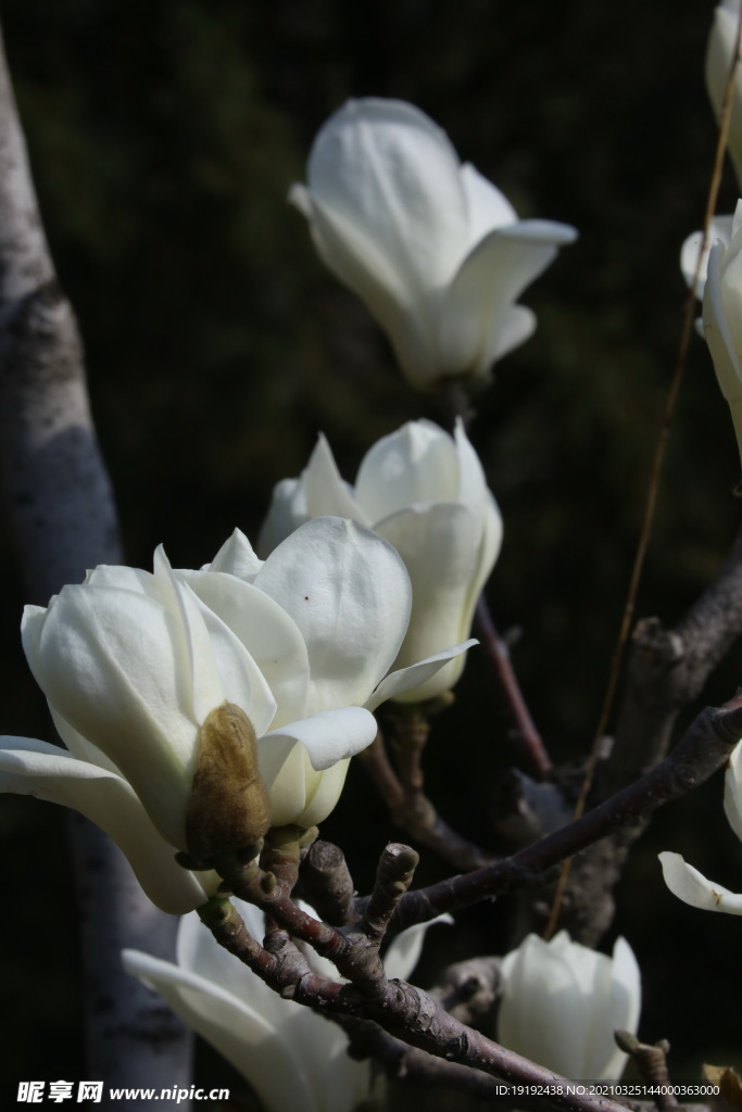 玉兰花