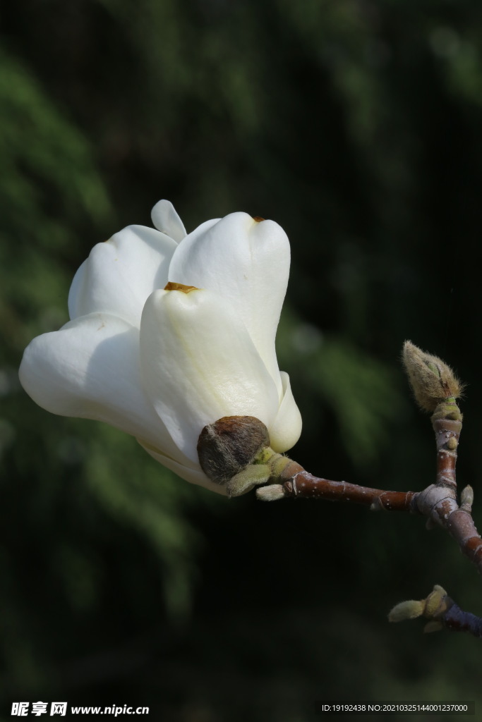 玉兰花