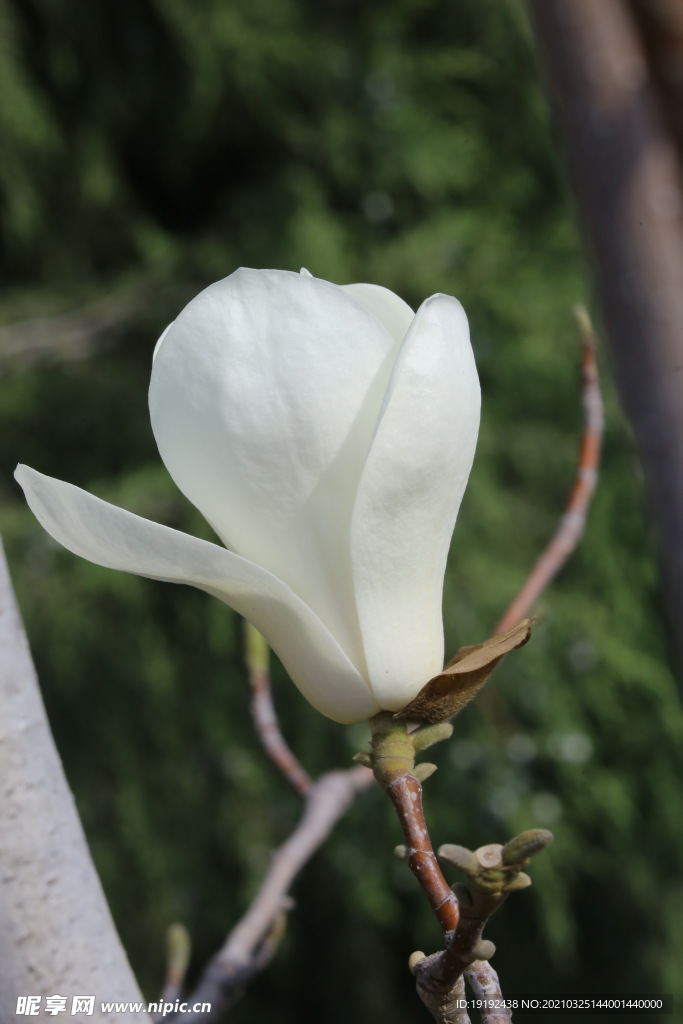 玉兰花