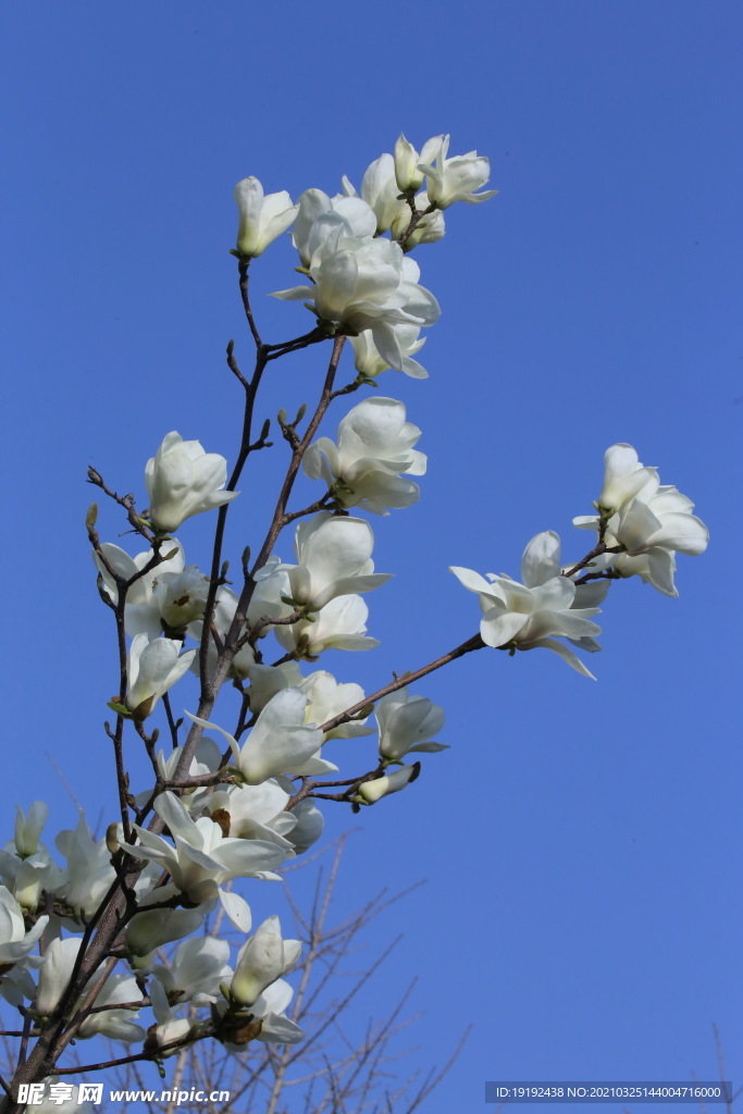 玉兰花