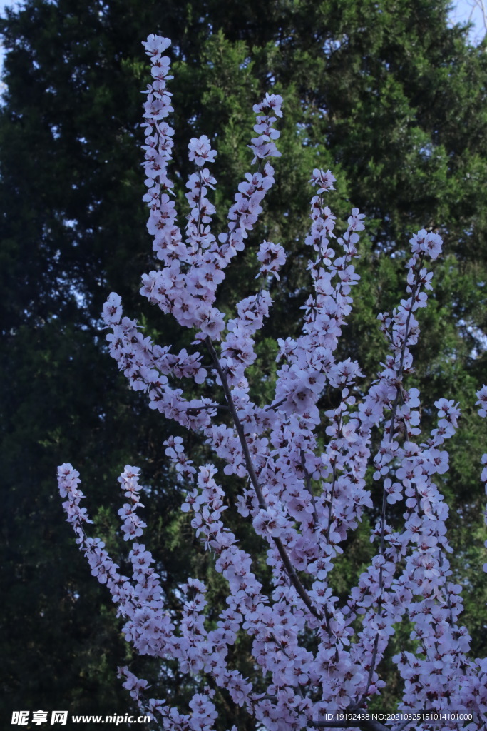 山桃花