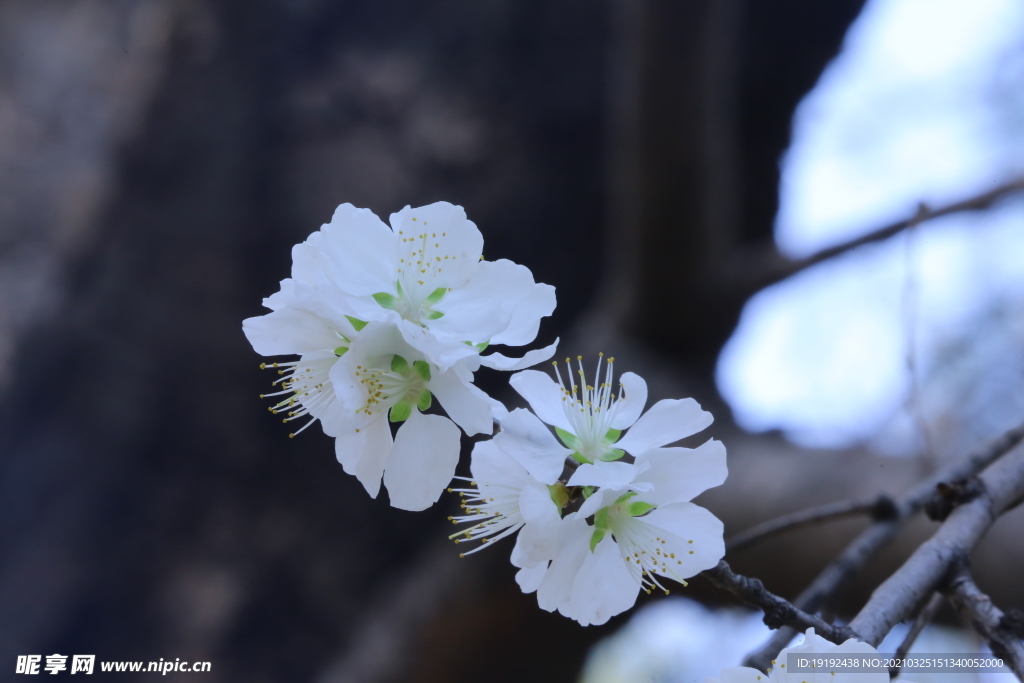 山桃花