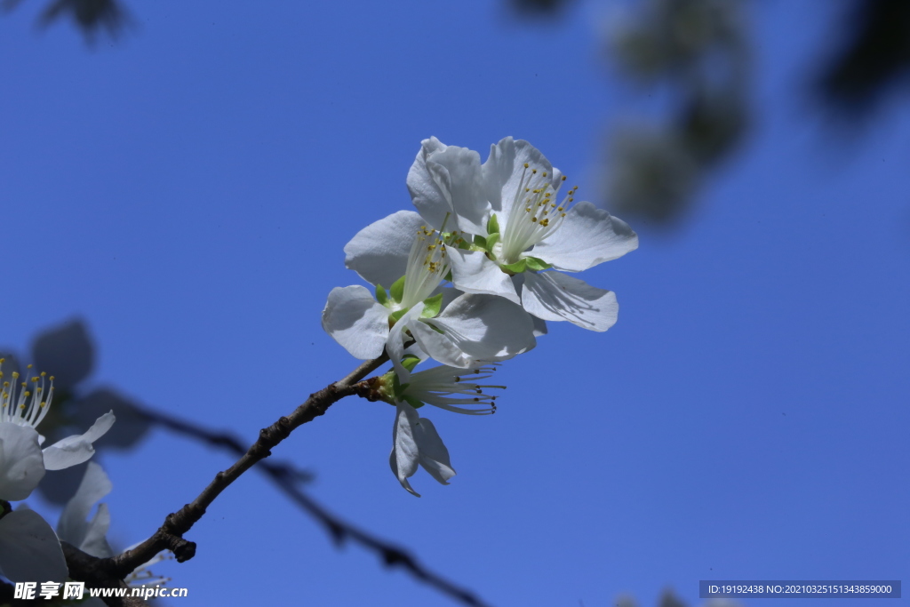 山桃花