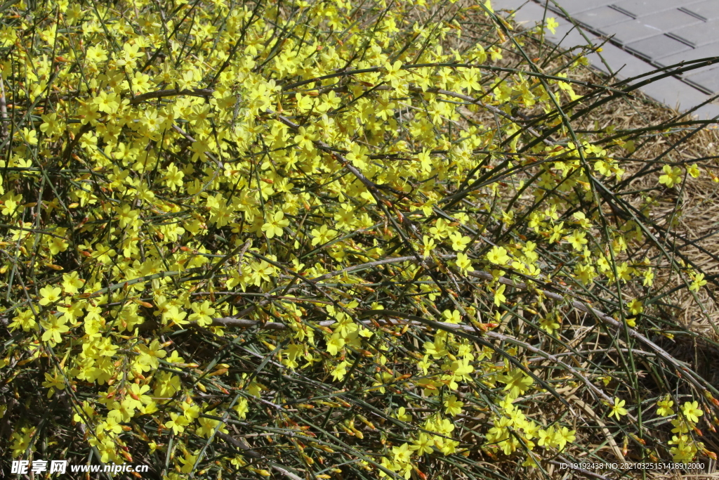 迎春花