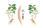 太子参